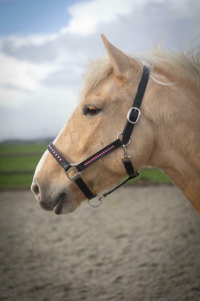 Ochtend geboorte dreigen Halster met kleine steentjes – Bling it on!!